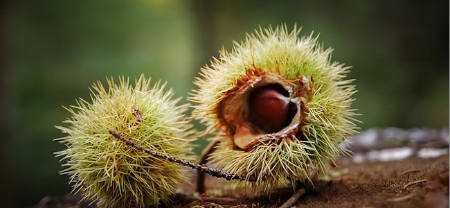 castagne1