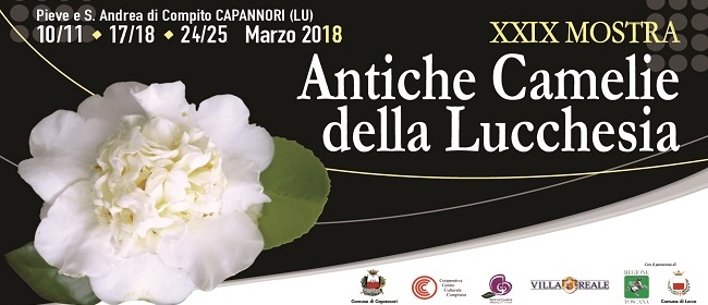 28245__mostra+antiche+camelie+della+lucchesia+2018