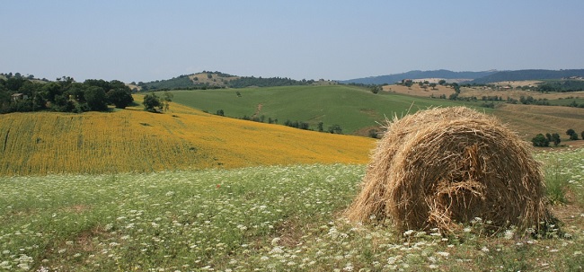 maremma