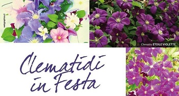 clematidi in festa