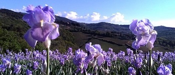 festa del giaggiolo san polo in chianti