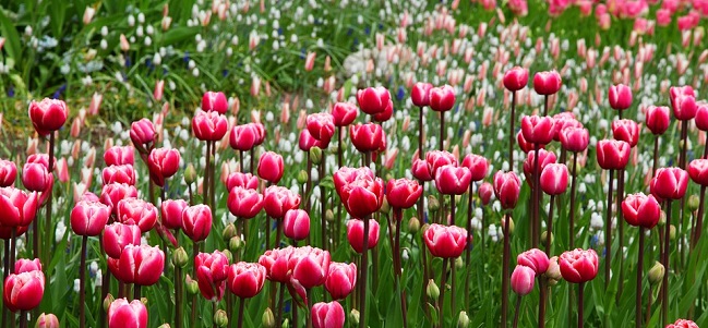 tulipani_pixabay