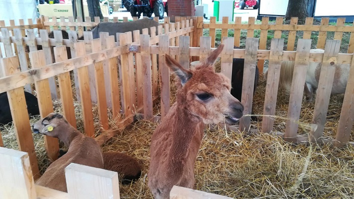 fiera agricola mugellana2_Eventiintoscana.it