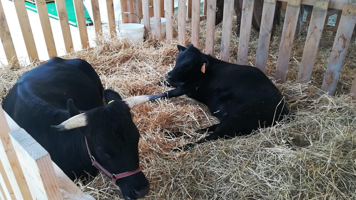 fiera agricola mugellana3_Eventiintoscana.it