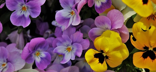 fiori_fiore_autunn_pixabay