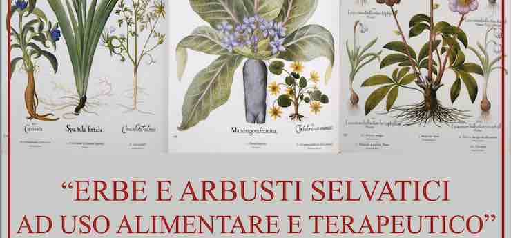Corso pratico di riconoscimento delle erbe spontanee – Giampereta, Chiusi della Verna (Arezzo)