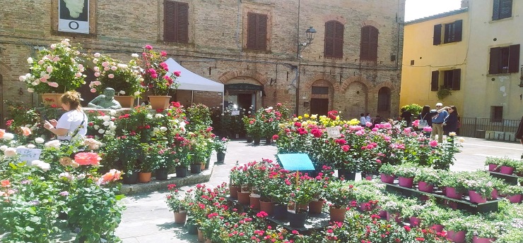 Casole Fiorita, Casole D’Elsa (Siena)