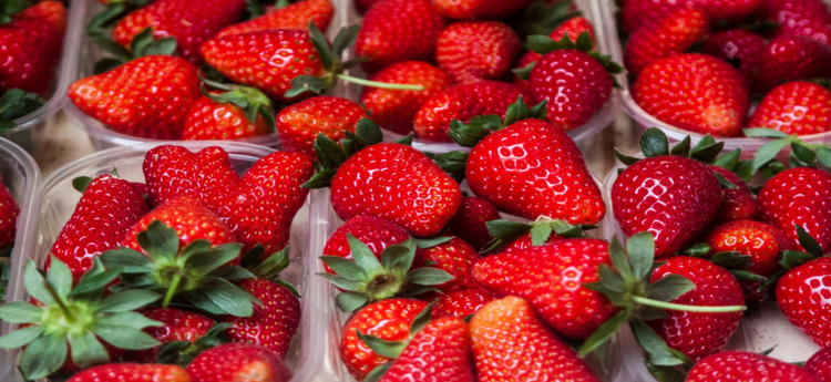 terricciola festival fragola